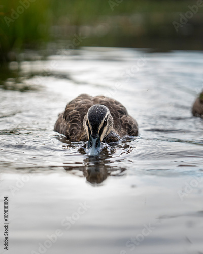 duck on the lake
