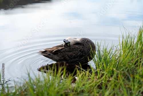 duck on the lake