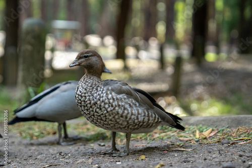 duck in the park