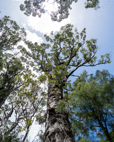 Treetops