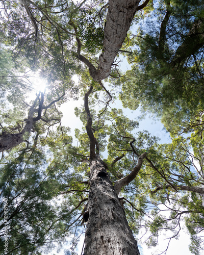 Treetops 