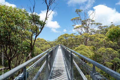 Treetop walk 