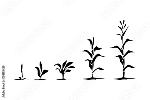 Silhouette of the life cycle of a maize plant. Growth stage vector from seed to flowering and fruiting plants