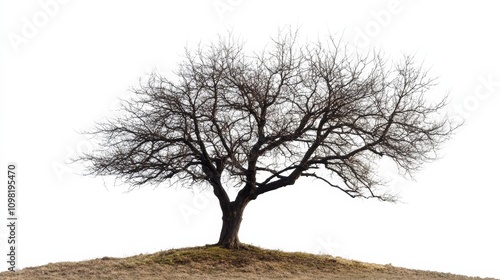 leafless old spooky tree isolated on white background with copy space