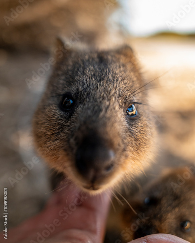 Small and cute Quakkas