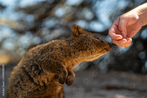 Small and cute Quakkas