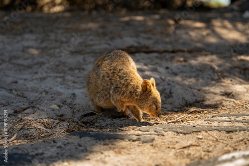 Small and cute Quakkas