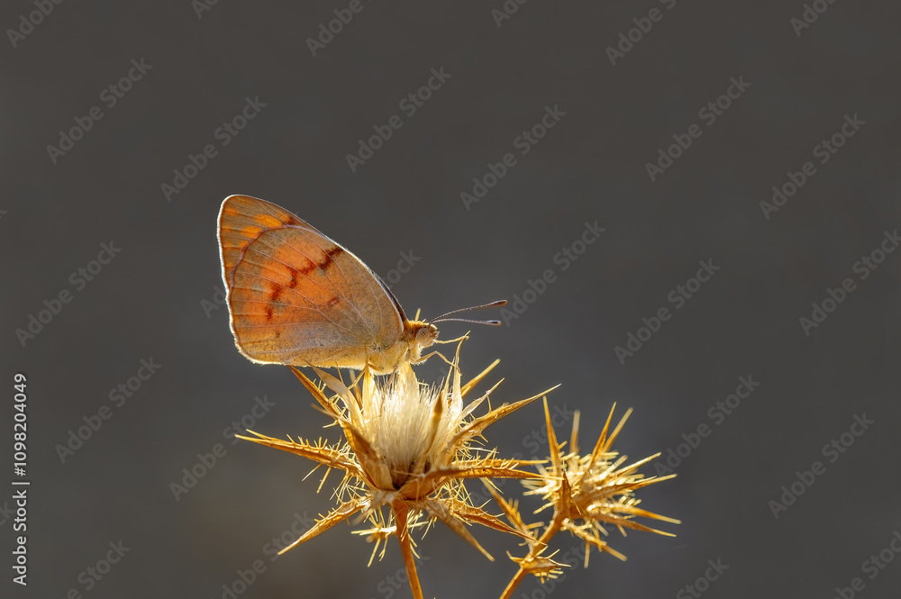 Mesopotamian Colotis butterfly (Colotis fausta)