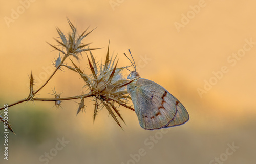 Obraz na płótnie Mesopotamian Colotis butterfly (Colotis fausta) w salonie