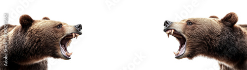 Wallpaper Mural Intense wildlife encounter, two bears face off in the wilderness two Torontodigital.ca