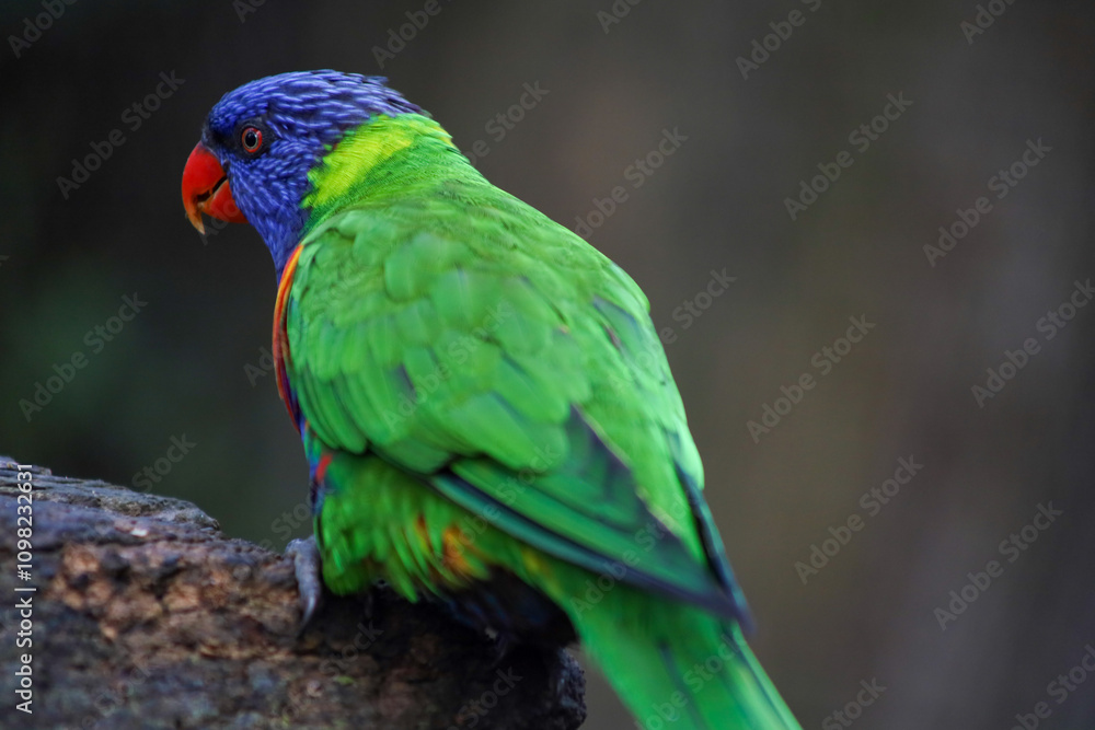 Naklejka premium red and green macaw. Bright parrots