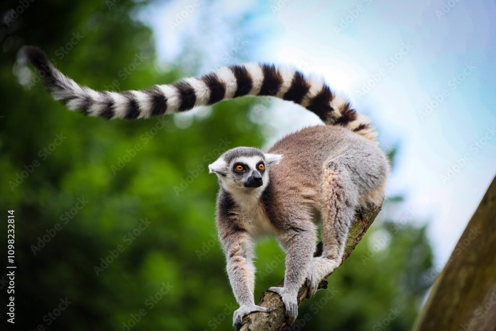 Fototapeta premium Lemur in the natural environment