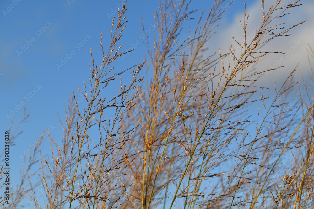 Obraz premium Hay is growing in nature in sunny and windy autumn day.