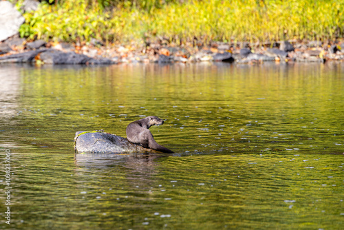 Obraz na płótnie River Otter Resting on a Rock in a Serene Green River w salonie