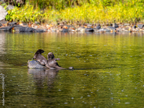 Obraz na płótnie Playful River Otters Grooming on a Rock in a Calm River w salonie