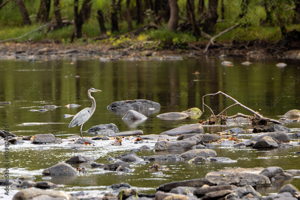 Great Blue Heron Wading in a Calm River with Rocky Surroundings