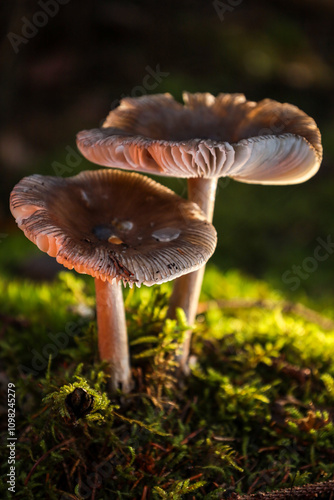Forest mushrooms growing from moss