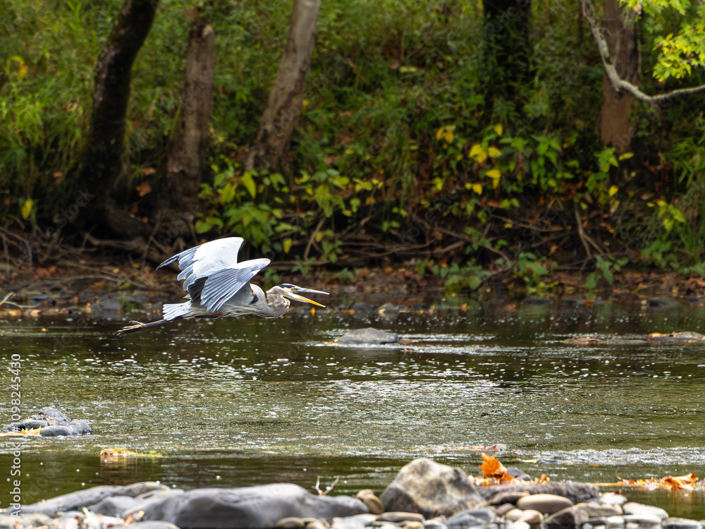 Great Blue Heron Gliding Over a Tranquil Woodland River