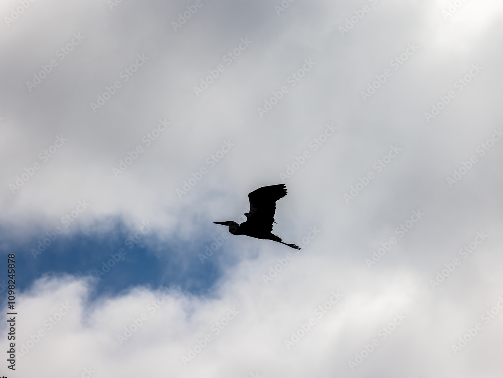 A dramatic silhouette of a heron in mid-flight, its wings spread wide against a cloudy sky with patches of blue visible.