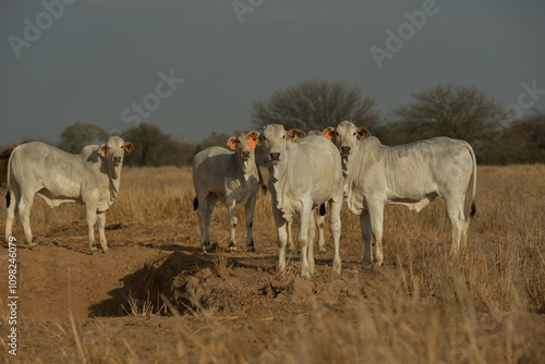 Cattle Ranch photo