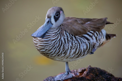 The Pink-eared Duck (Malacorhynchus membranaceus) is a small, unique duck species native to Australia.its 