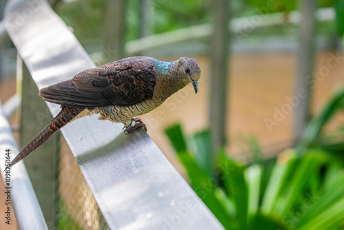 The Barred Cuckoo-Dove (Macropygia unchall) is a medium-sized bird found in parts of South and Southeast Asia. It has a slender body, long tail, and distinctive barred plumage on its chest and belly photo