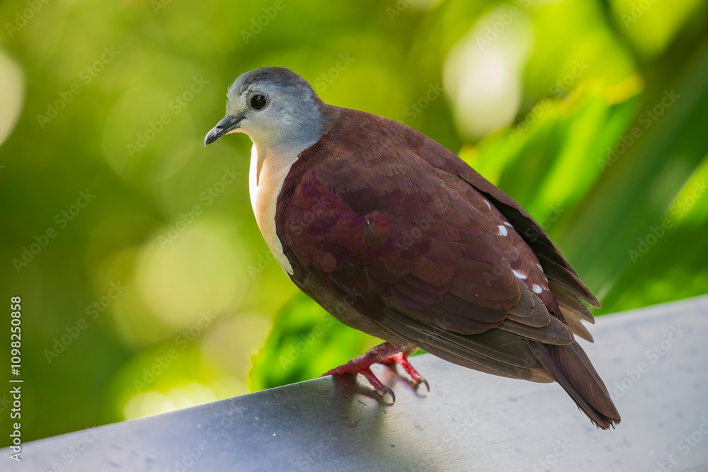 Fototapeta premium The Santa Cruz ground dove (Pampusana sanctaecrucis) is a species of bird in the family Columbidae. It is found in the southern Solomon Islands and Vanuatu. It is threatened by habitat loss.