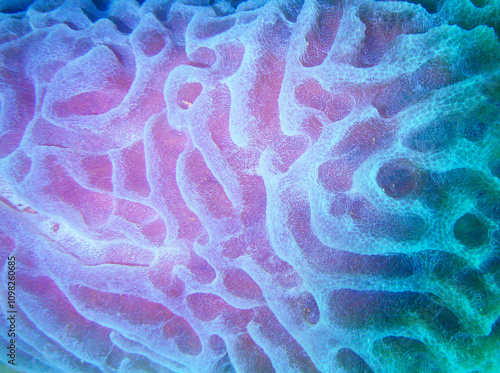 the textures of a sponge on a reef off the coast of Venezuela photo