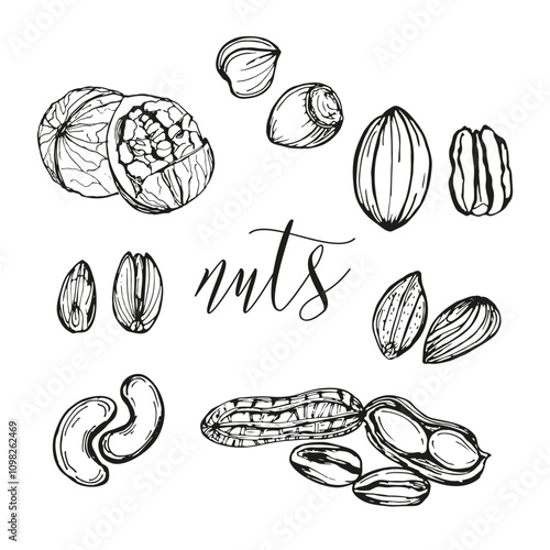 Almond, hazelnut, peanut, walnut sketch outline illustration nuts set. Simple doodle drawing in engraving style. Hand drawn vector line art clipart isolated on a white background