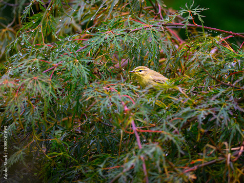 Wallpaper Mural Willow warbler, Phylloscopus trochilus, in a colorful bush Torontodigital.ca
