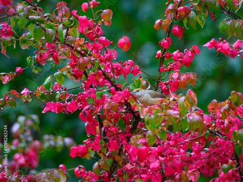 Wallpaper Mural Eurasian blackcap, Sylvia atricapilla, on a colorful vibrant red branch Torontodigital.ca