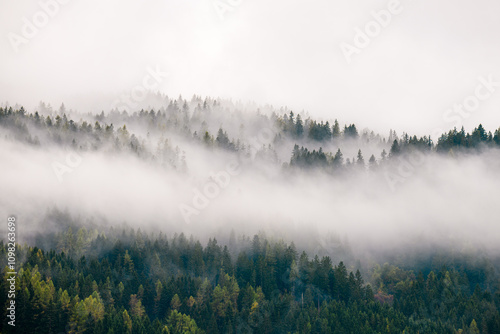 Wallpaper Mural High altitude coniferous forest on mist, fog and cloud Torontodigital.ca