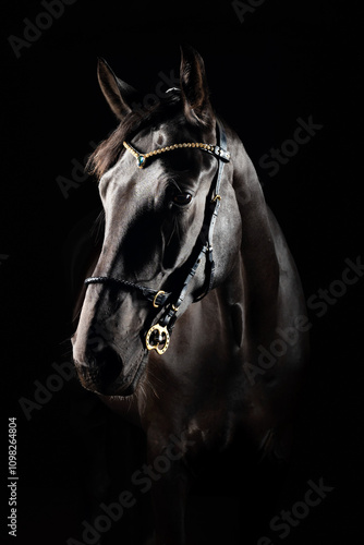 Portrait of a mysterious black horse