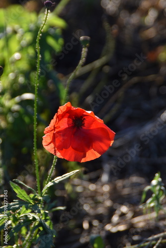 This orange flower is growing outdoors in sunny autumn day. It has started to wither. photo