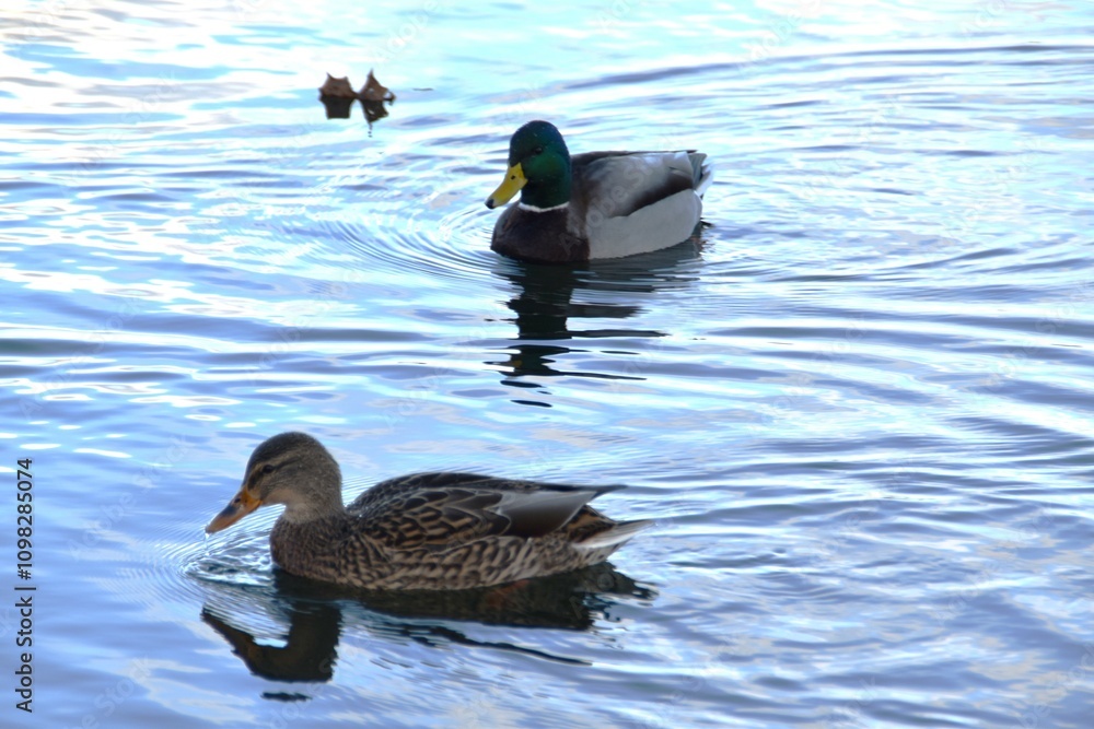 Fototapeta premium A couple of mallards are swimming together in the sea in sunny autumn day.