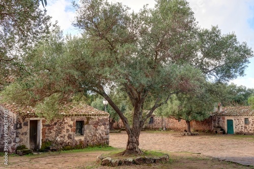 village italien dans les oliviers photo