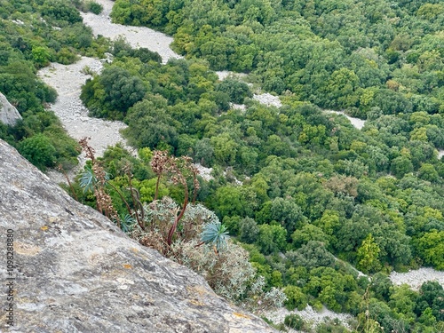 Aerial View of Rocky Cliffside Vegetation with Euphorbia Characias Overlooking Dense Mediterranean Forest and Dry Riverbed in Summer photo