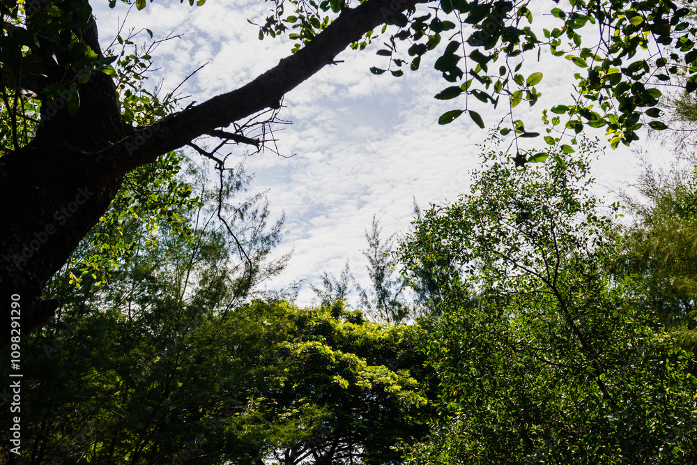 Obraz premium Under the tree with spread branch and green leaves.