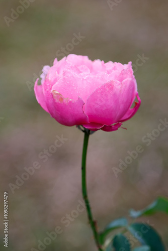 Wallpaper Mural A close-up photograph of a single, delicate pink rose in full bloom. The rose is soft and velvety, with petals that are slightly unfurled Torontodigital.ca