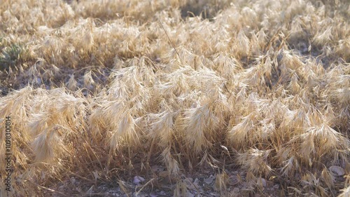 Yellow ears. The cereal steppe during the fruiting period. Downy brome (Bromus tectorum). The Crimean salt dry steppe. Arabatskaya strelka. Crimea