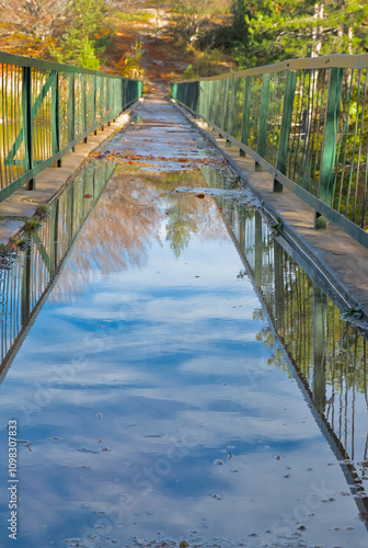 A narrow pedestrian bridge with a large puddle reflecting the autumn forest with colorful leaves. An autumn landscape photo