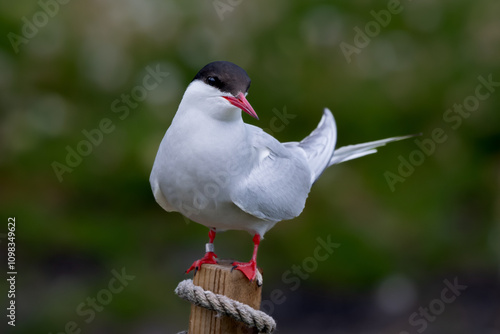 Seabird Species Arctic Tern (Sterna Paradisaea) On The Isle Of May In The Firth Of Forth Near Anstruther In Scotland photo