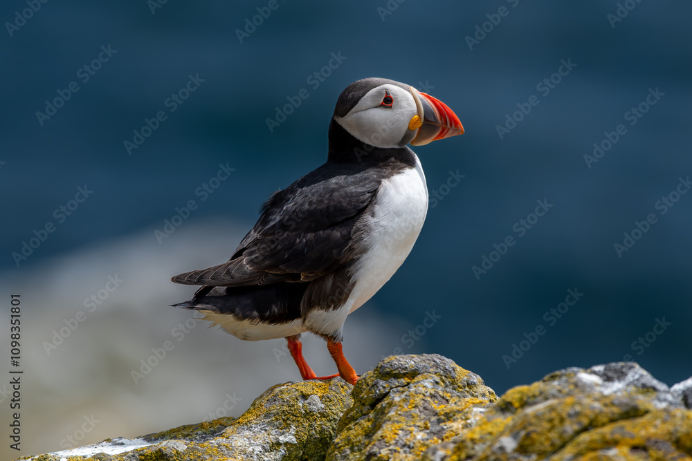 Fototapeta premium Seabird Species Atlantic Puffin (Fratercula arctica) On The Isle Of May In The Firth Of Forth Near Anstruther In Scotland