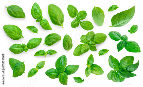 Basil leaf collection isolated on white. Organic Green  Basil leaf Set. Food ingredient, design element  Top view. Flat lay. Pattern