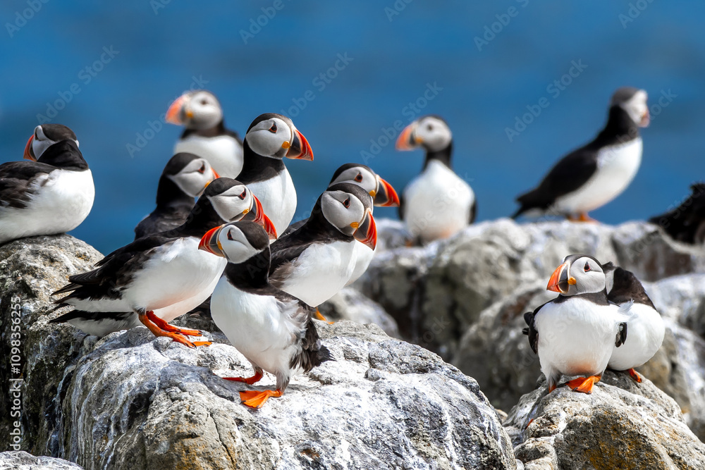 Fototapeta premium Group Of Seabird Species Atlantic Puffin (Fratercula arctica) On The Isle Of May In The Firth Of Forth Near Anstruther In Scotland