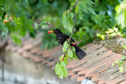 Adult male eurasian blackbird (turdus merula) feeding on red cherries photo