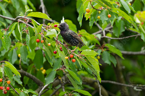 Adult common starling (sturnus vulgaris) feeding on red cherries photo