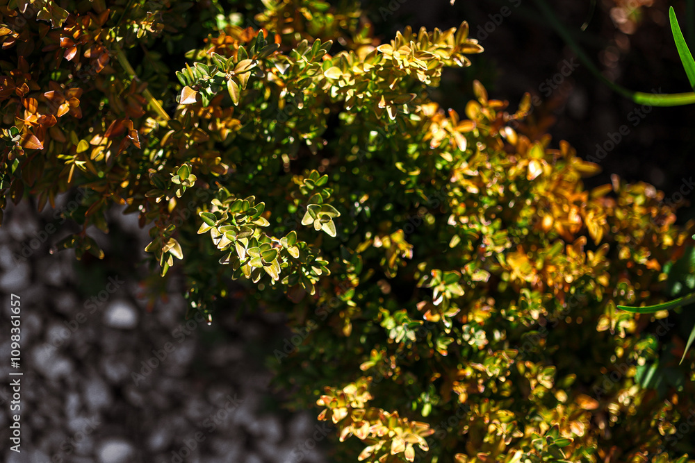 Fototapeta premium Autumn bushes