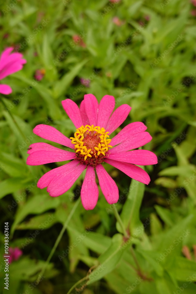 Obraz premium Sunny summer day.In a flower bed in a large number various zinnias grow and blossom.