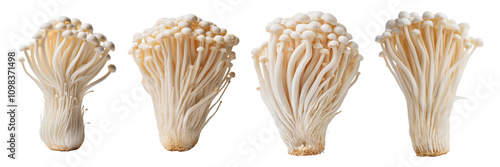 Fresh enoki mushrooms, white isolate background. photo